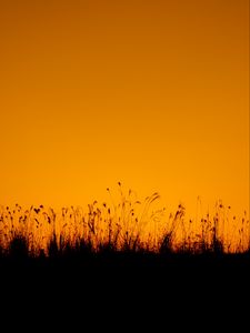 Preview wallpaper grasses, silhouette, outlines, dusk, dark