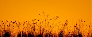 Preview wallpaper grasses, silhouette, outlines, dusk, dark