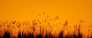 Preview wallpaper grasses, silhouette, outlines, dusk, dark