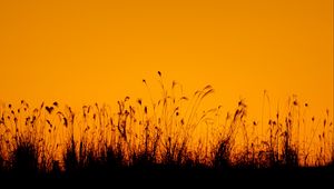 Preview wallpaper grasses, silhouette, outlines, dusk, dark