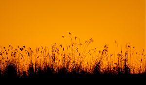 Preview wallpaper grasses, silhouette, outlines, dusk, dark