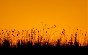 Preview wallpaper grasses, silhouette, outlines, dusk, dark