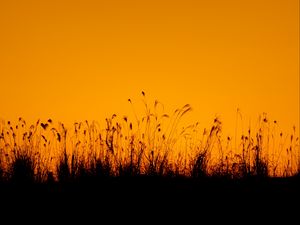 Preview wallpaper grasses, silhouette, outlines, dusk, dark