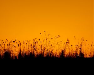 Preview wallpaper grasses, silhouette, outlines, dusk, dark