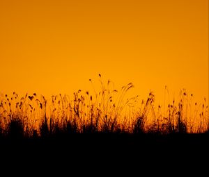 Preview wallpaper grasses, silhouette, outlines, dusk, dark