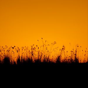 Preview wallpaper grasses, silhouette, outlines, dusk, dark