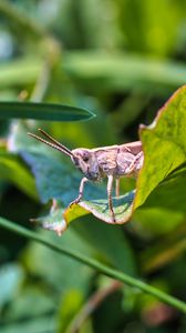 Preview wallpaper grasshopper, cricket, insect, plant, leaves, macro