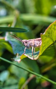 Preview wallpaper grasshopper, cricket, insect, plant, leaves, macro