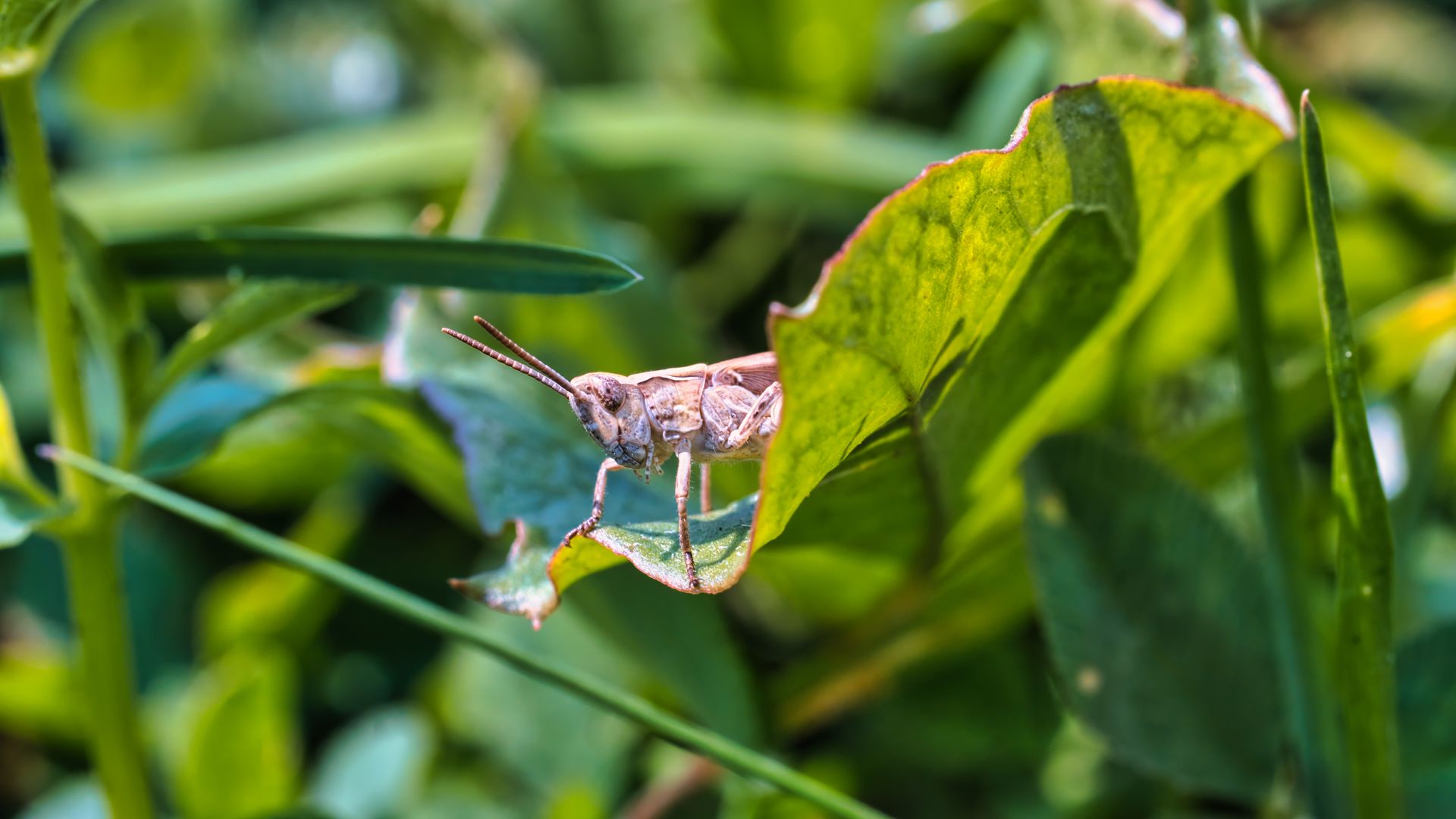 Brown Grasshopper is on a Leaf, Wallpaper, Background, Stock Image Stock  Image - Image of insecta, green: 224105555