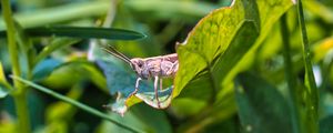 Preview wallpaper grasshopper, cricket, insect, plant, leaves, macro