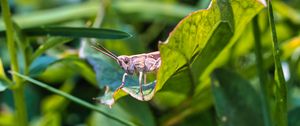 Preview wallpaper grasshopper, cricket, insect, plant, leaves, macro