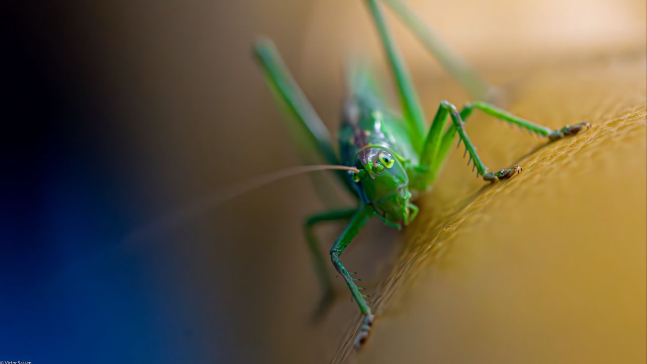 Wallpaper grasshopper, cricket, insect, macro