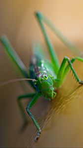 Preview wallpaper grasshopper, cricket, insect, macro