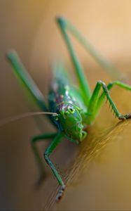 Preview wallpaper grasshopper, cricket, insect, macro