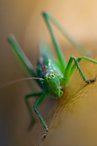 Preview wallpaper grasshopper, cricket, insect, macro