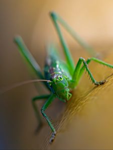 Preview wallpaper grasshopper, cricket, insect, macro