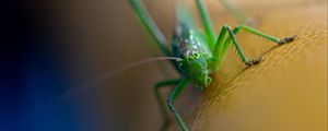 Preview wallpaper grasshopper, cricket, insect, macro