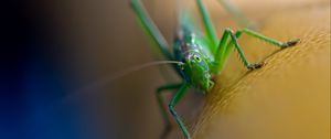 Preview wallpaper grasshopper, cricket, insect, macro