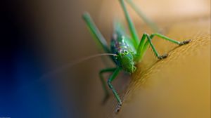 Preview wallpaper grasshopper, cricket, insect, macro