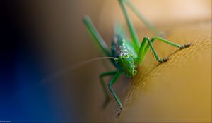 Preview wallpaper grasshopper, cricket, insect, macro