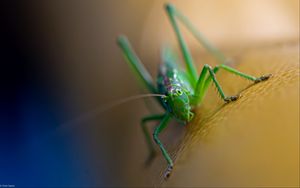 Preview wallpaper grasshopper, cricket, insect, macro