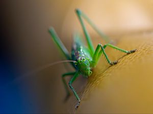 Preview wallpaper grasshopper, cricket, insect, macro