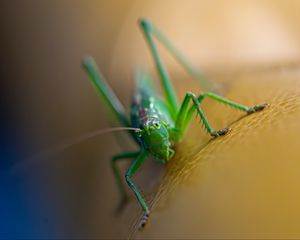 Preview wallpaper grasshopper, cricket, insect, macro