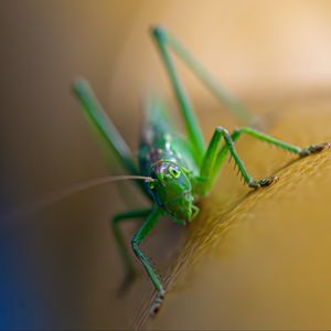 Preview wallpaper grasshopper, cricket, insect, macro