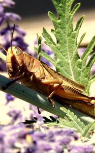 Preview wallpaper grasshopper, flowers, plant, macro, leaf