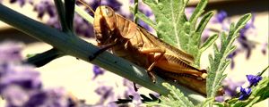 Preview wallpaper grasshopper, flowers, plant, macro, leaf