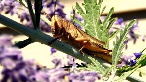 Preview wallpaper grasshopper, flowers, plant, macro, leaf