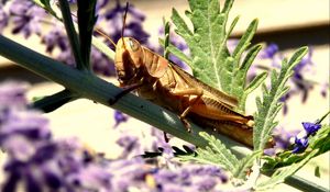 Preview wallpaper grasshopper, flowers, plant, macro, leaf