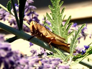 Preview wallpaper grasshopper, flowers, plant, macro, leaf