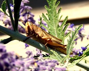 Preview wallpaper grasshopper, flowers, plant, macro, leaf