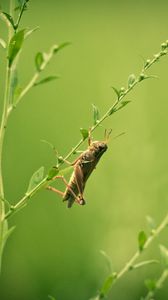 Preview wallpaper grasshopper, grass, blurring, insect