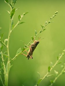 Preview wallpaper grasshopper, grass, blurring, insect