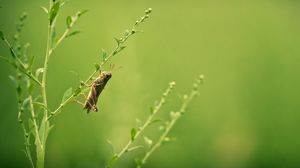 Preview wallpaper grasshopper, grass, blurring, insect