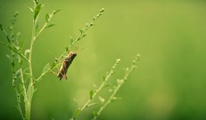 Preview wallpaper grasshopper, grass, blurring, insect