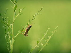 Preview wallpaper grasshopper, grass, blurring, insect