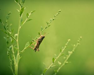 Preview wallpaper grasshopper, grass, blurring, insect