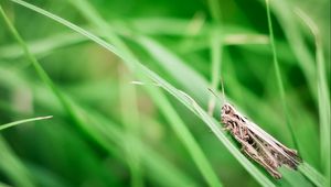 Preview wallpaper grasshopper, grass, insect, sitting