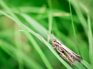 Preview wallpaper grasshopper, grass, insect, sitting