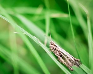 Preview wallpaper grasshopper, grass, insect, sitting