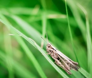 Preview wallpaper grasshopper, grass, insect, sitting