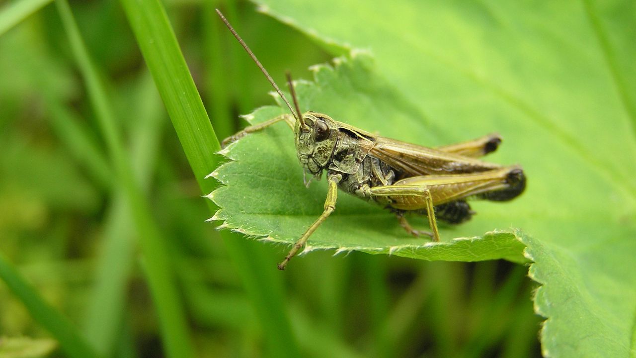 Wallpaper grasshopper, grass, leaves, insects