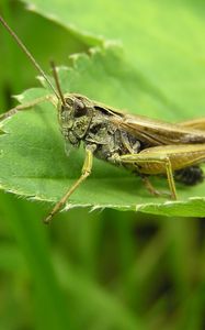 Preview wallpaper grasshopper, grass, leaves, insects