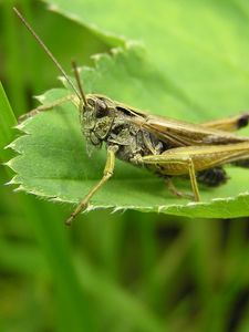 Preview wallpaper grasshopper, grass, leaves, insects