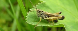 Preview wallpaper grasshopper, grass, leaves, insects