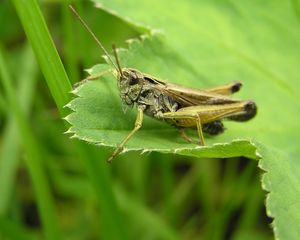 Preview wallpaper grasshopper, grass, leaves, insects