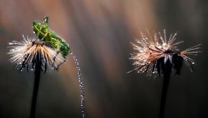 Preview wallpaper grasshopper, grass, leaves, drops, dandelion, flowers